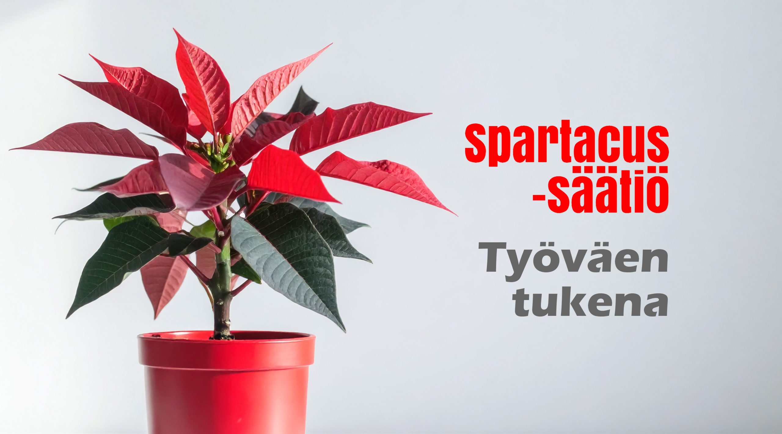 Punainen kasvi punaisessa ruukussa valkoista taustaa vasten. Kuvassa teksti: 'Spartacus-säätiö' punaisella ja 'Työväen tukena' harmaalla.